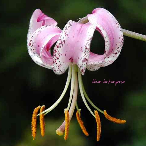 Lilium Lankongense — 5 / 5